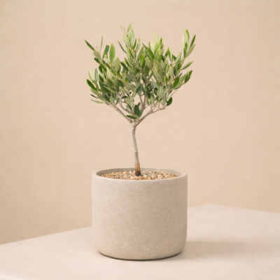 Ελιά-Olea europaea