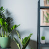 Ζάμια-Zamioculcas Zamiifolia - Image 3