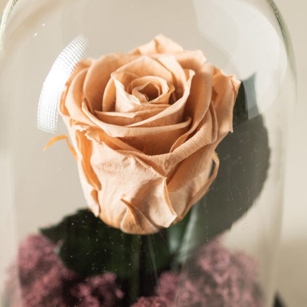 αθάνατο τριαντάφυλλο κρεμ με moss μωβ στην βάση