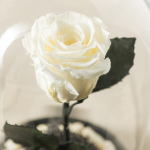 αθάνατο τριαντάφυλλο λευκό με ψηφίδα λευκή στην βάση