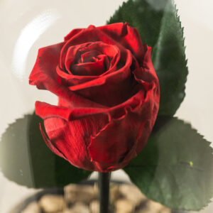αθάνατο τριαντάφυλλο κόκκινο με ψηφίδα χρυσή στην βάση