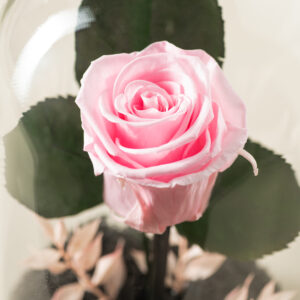 αθάνατο τριαντάφυλλο ροζ με moss στην βάση