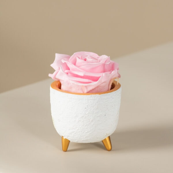 ροζ αθάνατο τριαντάφυλλο σε λευκό κασπώ