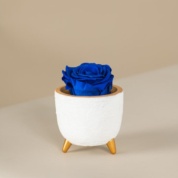μπλε αθάνατο τριαντάφυλλο σε λευκό κασπώ
