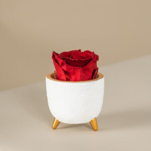 κόκκινο αθάνατο τριαντάφυλλο σε λευκό κασπώ