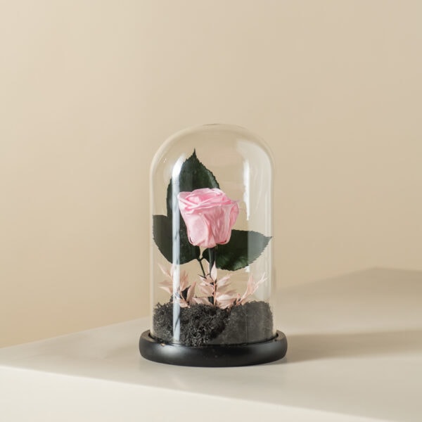 ροζ αθάνατο τριαντάφυλλο με μαυρο moss στην βάση του