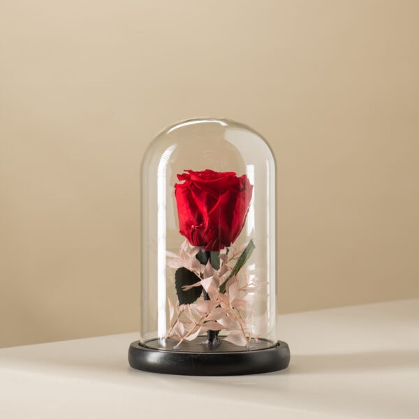 κόκκινο αθάνατο τριαντάφυλλο με αποξηραμένο ρούσκο στην βάση του