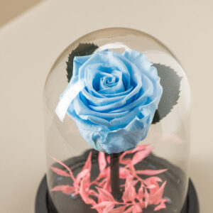 γαλάζιο αθάνατο τριαντάφυλλο με ροζ ρούσκο στην βάση του