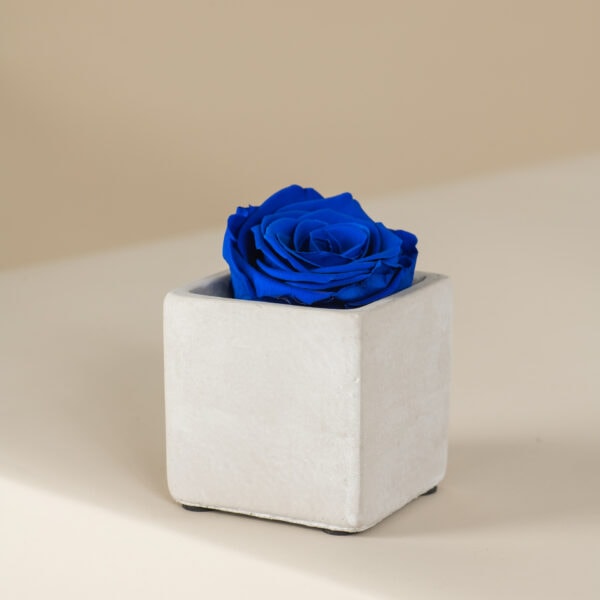 μπλε αθάνατο τριαντάφυλλο σε τσιμεντένιο τετράγωνο κασπώ
