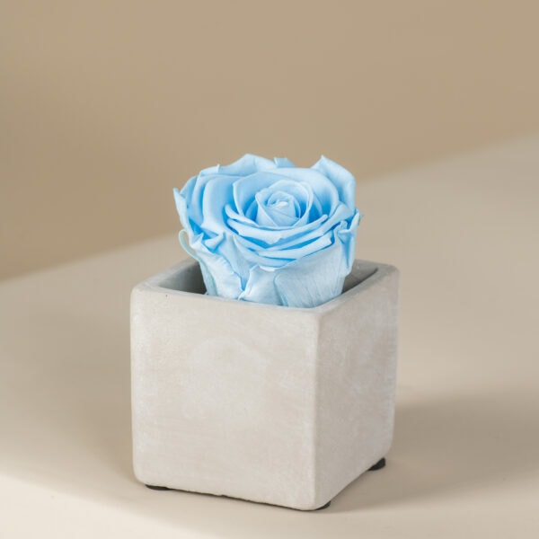 γαλάζιο αθάνατο τριαντάφυλλο σε τσιμεντένιο τετράγωνο κασπώ