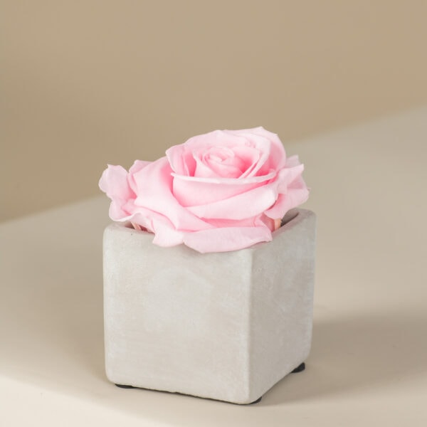 ροζ αθάνατο τριαντάφυλλο σε τσιμεντένιο τετράγωνο κασπώ