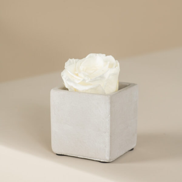 λευκό αθάνατο τριαντάφυλλο σε τσιμεντένιο τετράγωνο κασπώ