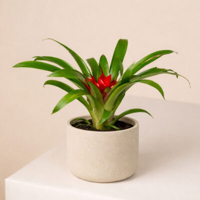 Γκουσμάνια-Bromeliad Guzmania Salinas