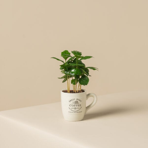 φυτό κοφέα σε μικρή κούπα καφέ
