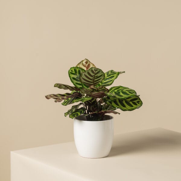 καλαθέα σε λευκό κασπώ