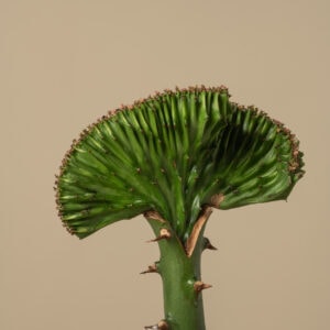 κοντινό του φυτού lactea euphorbia όπου φαίνεται και το σημείο εμβολιασμού