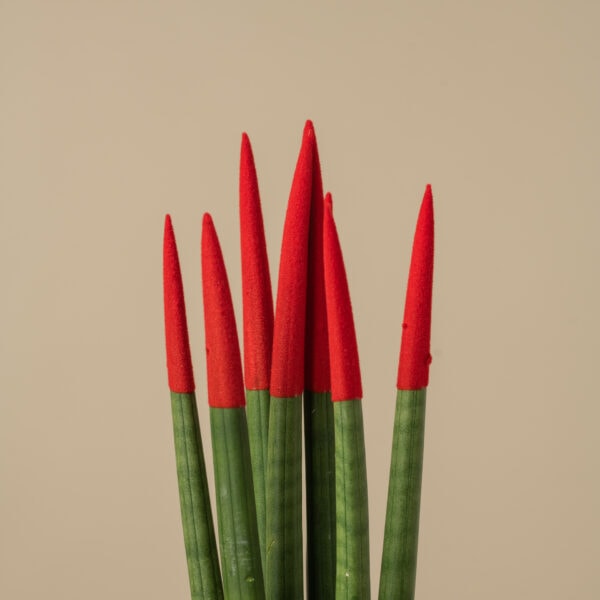 Φυτό σανσεβιέρια με κόκκινο βελούδο στην κορυφή