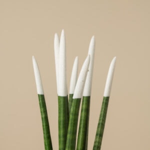 Φυτό σανσεβιέρια με λευκό βελούδο στην κορυφή