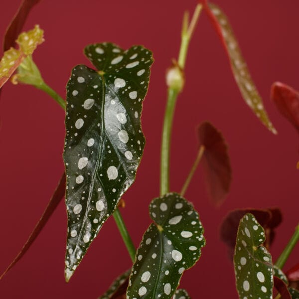Βιγόνια – Begonia Maculata - MySill