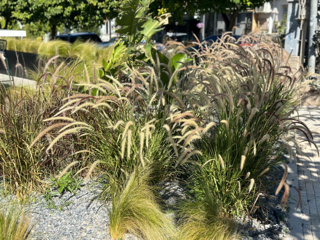 Zevra - αργυρούπολη | mysill