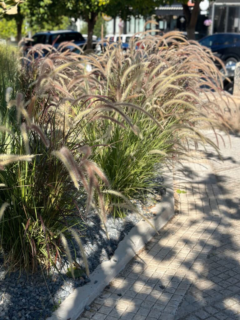 Zevra - αργυρούπολη | mysill