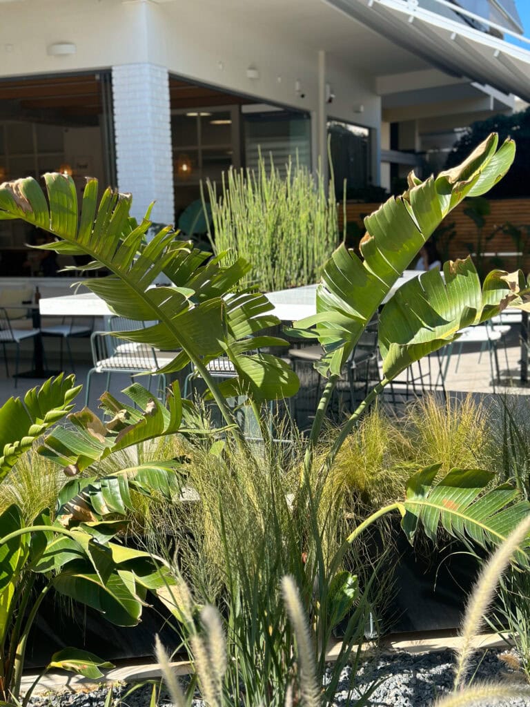 Zevra - αργυρούπολη | mysill