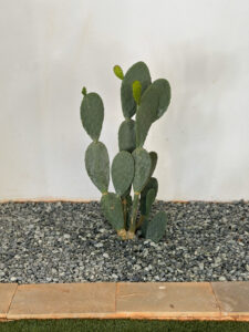 Διαμορφώσεις κήπων | mysill