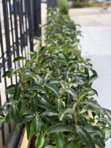 Διαμορφώσεις κήπων | mysill