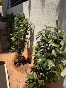 Διαμορφώσεις κήπων | mysill